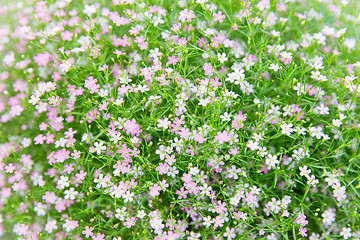 Image showing beautiful wildflowers field texture