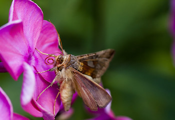 Image showing moth