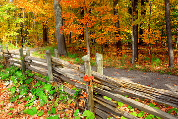 Image showing Fall forest