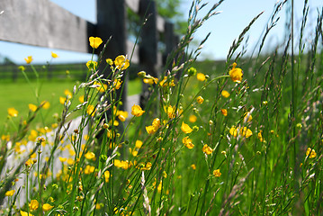 Image showing Summer meadow