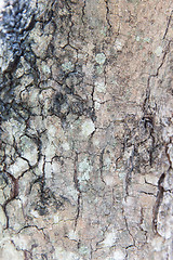 Image showing tree trunk bark texture