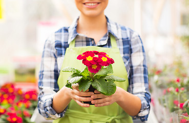 Image showing close up of woman holding flowers in greenhouse