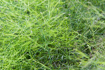 Image showing green grass or herb outdoors