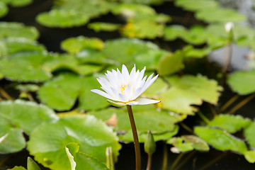 Image showing close up of white water lily in pond