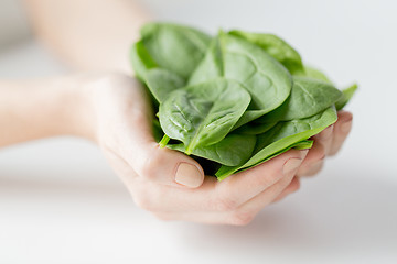 Image showing close up of woman hands holding spinach