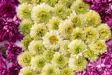 Image showing beautiful chrysanthemums flowers