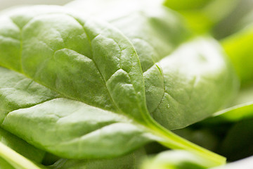 Image showing close up of fresh green spinach leafs