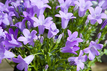 Image showing beautiful bellflowers at summer garden