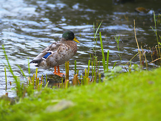 Image showing duck on a stone