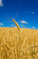 Image showing Golden wheat