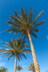 Image showing Palm trees in Egypt.