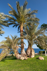 Image showing Palm trees in Egypt.