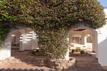 Image showing pink bougainvillea, Sharm el Sheikh, Egypt.