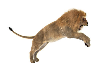 Image showing Male Lion