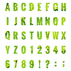 Image showing Green leaf lettuce alphabet. EPS 10