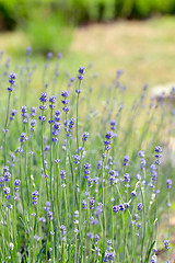 Image showing Lavender flowers