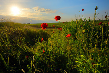 Image showing field with green grass and red poppies