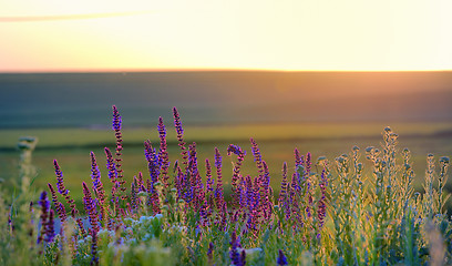 Image showing violet flowers