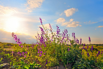 Image showing Sweet pea 