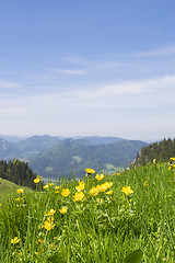 Image showing Buttercups Bavaria Alps