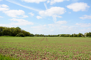 Image showing Tree-lined farm field with crops growing