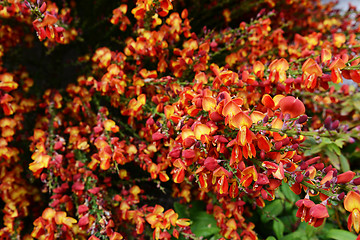 Image showing Red broom flowers