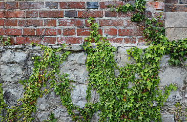 Image showing Ivy on a rough brick wall