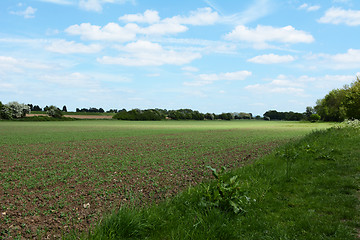 Image showing Crops beginning to grow