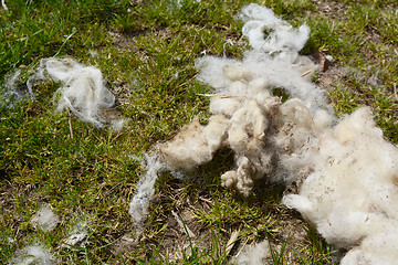 Image showing Strands of wool fleece