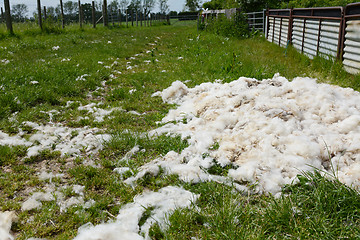 Image showing Heap of fleece shearings