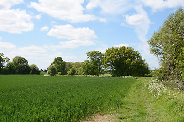 Image showing Green farm field, edged by trees coming into leaf