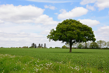 Image showing Lone oak tree in a field