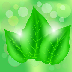 Image showing Green Leaves