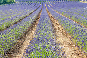 Image showing Lavander field