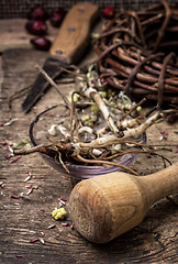 Image showing medicinal herbs and roots