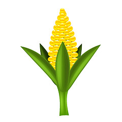 Image showing Yellow Corn