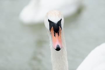 Image showing Swan swimming with ducks