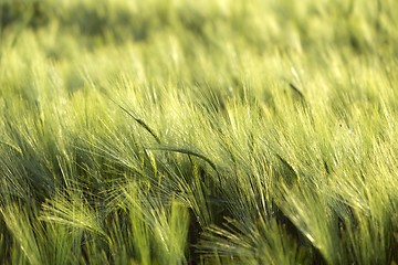 Image showing Closeup photo of some fresh wheat