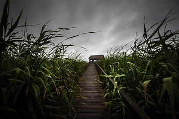 Image showing Wooden path trough the reed