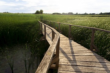 Image showing Wooden path trough the reed