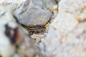 Image showing Gecko lizard on rocks 