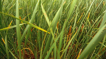 Image showing Fresh green plants outdoors 