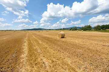 Image showing Hay bails on the field