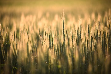 Image showing Closeup photo of some fresh wheat