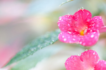 Image showing achimenes flowers