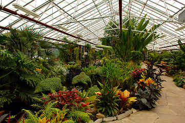 Image showing Exotic plants in greenhouse.