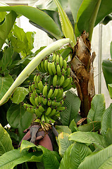 Image showing Banana plant in greenhouse.