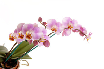 Image showing Beautiful pink orchid\'s.