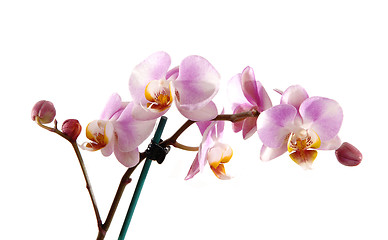 Image showing Stem of pink orchid.