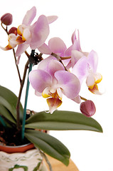 Image showing Closeup of pink orchid.